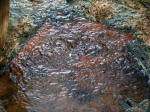 Near the boardwalk a travertine mound bubbles & oozes, formed by only the warmest springs in this meadow from soft, white calcium carbonate minerals (primarily calcite and aragonite); traces of iron-rich minerals lend a brown color.