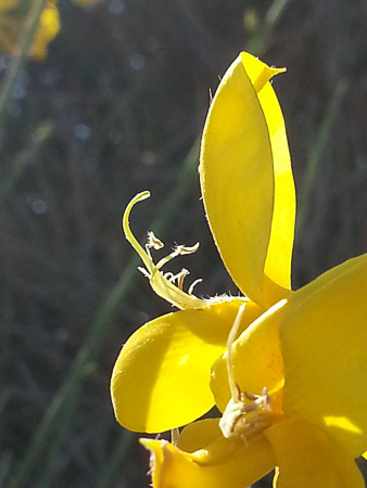 Yellow wildflower