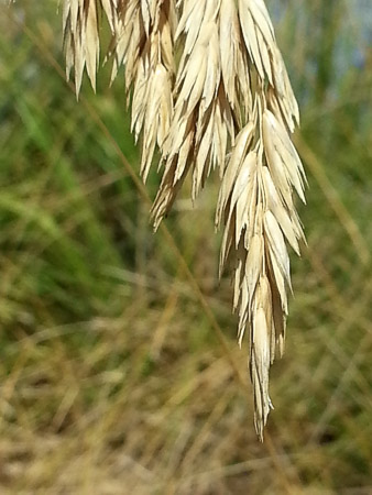 Sea oats: detail