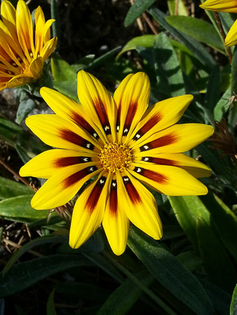 Gazania flower, Gazania ringens