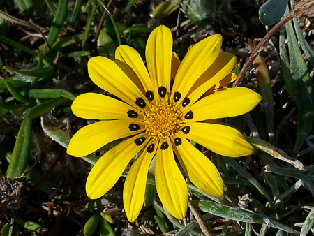 Gazania flower, Gazania ringens