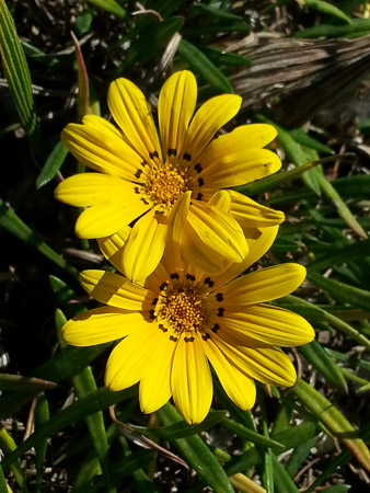 Gazania flower, Gazania ringens