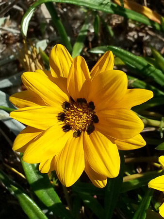 Gazania flower, Gazania ringens