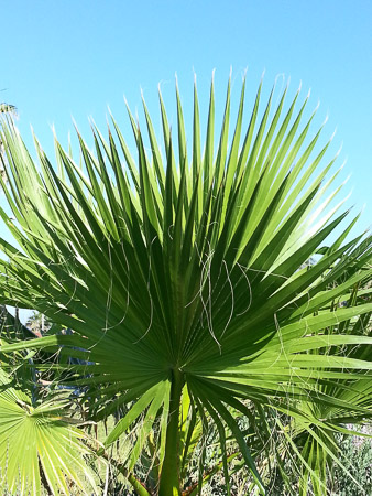 Palm fronds