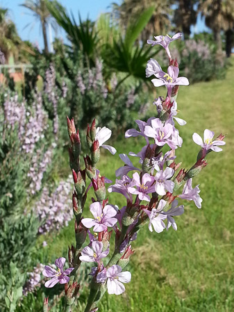 I was noticing the lavender-pink blossoms when I heard loud parrot squawking