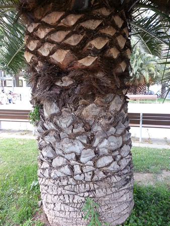 Palm tree trunk